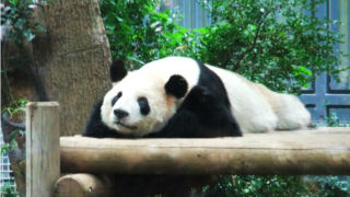 オカピがいる動物園一覧 Zooリサーチ