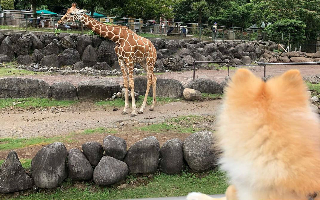 犬とキリン
