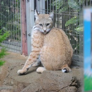 神戸市立王子動物園のボブキャットのソラ