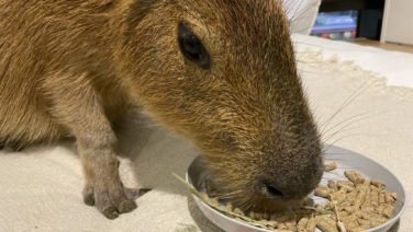 動物カフェ関連の記事 Zooリサーチ