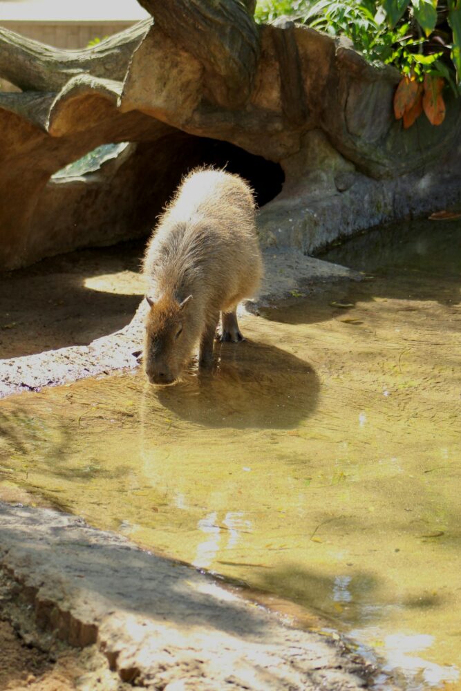 動物園の池に立つカピバラ - Pexels商用OK
