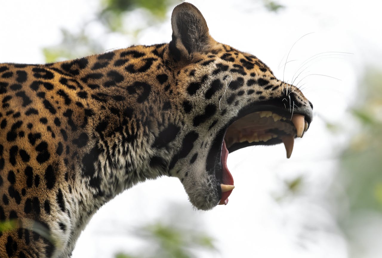 ジャガー（学名：Panthera onca）- 動物園で観覧できる大型ネコ科動物