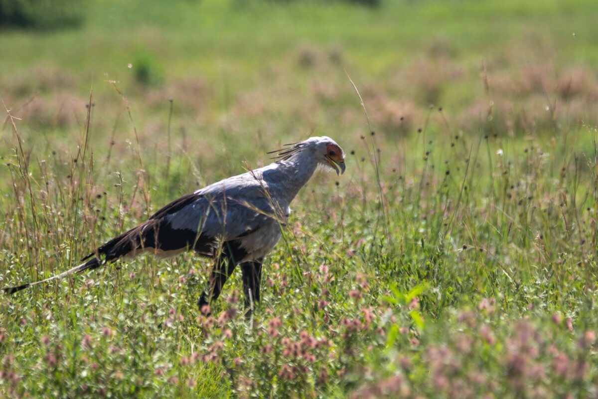 サバンナの草原に立つヘビクイワシ（Secretary Bird）の全身像