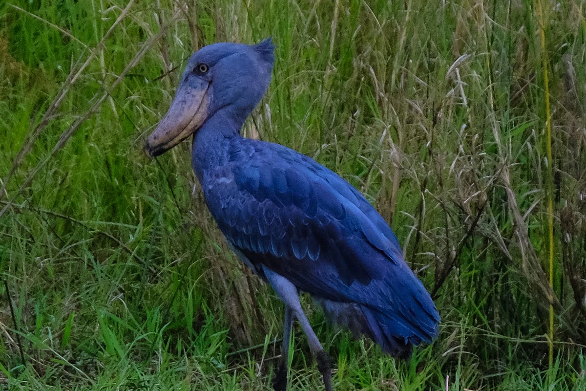 アフリカの湿地の草地に立つハシビロコウ