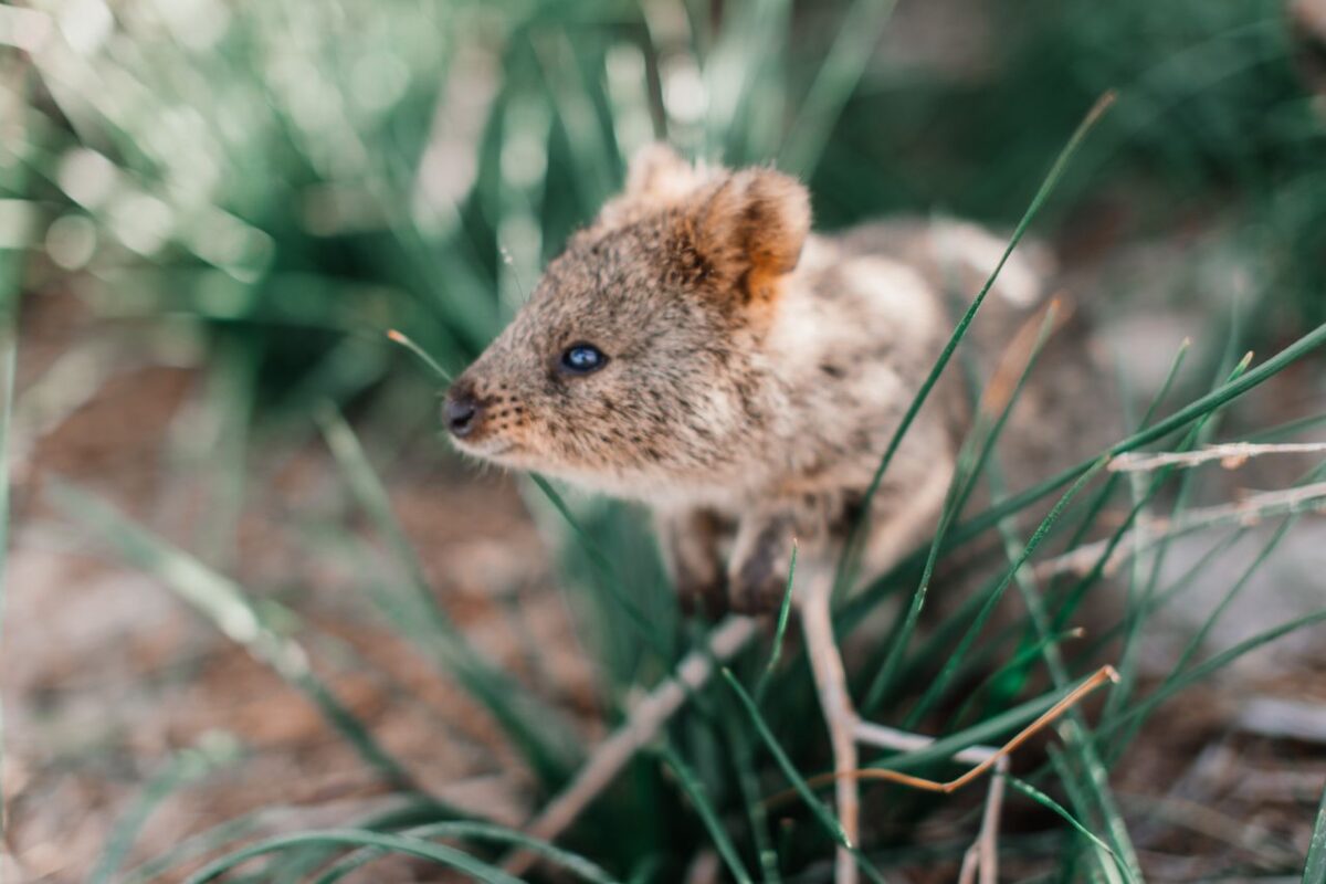 笑っているように見える顔のクオッカ（世界一幸せな動物と呼ばれる有袋類）