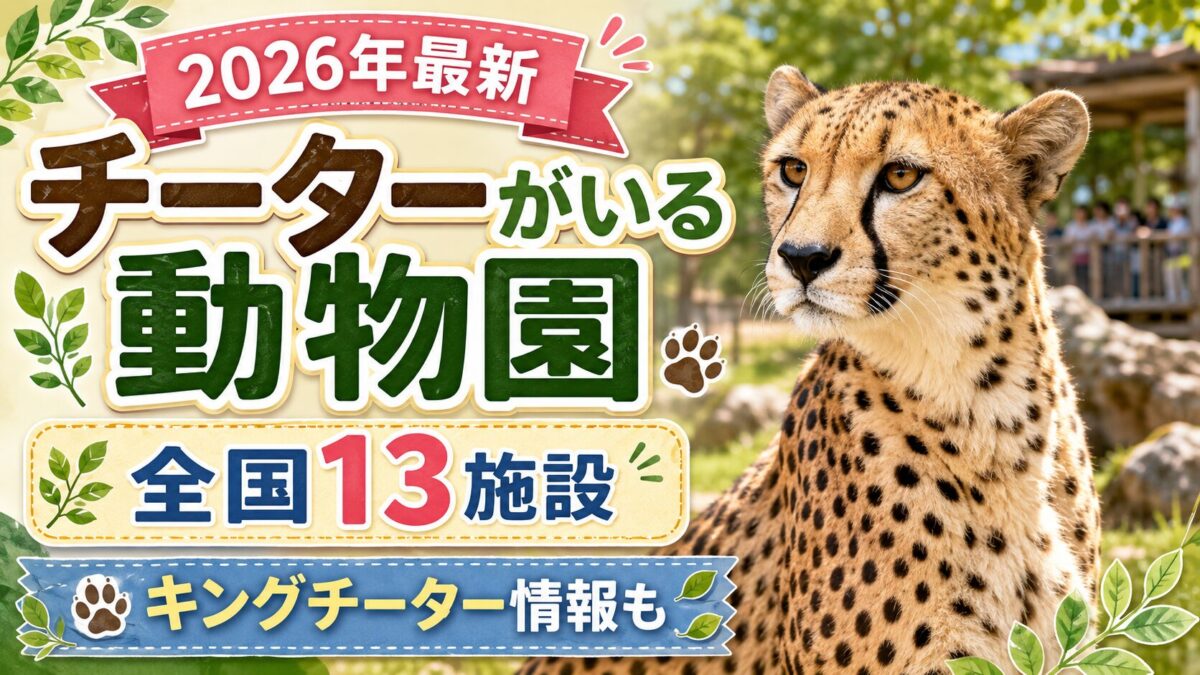 チーターがいる動物園 全国13施設・キングチーター情報のアイキャッチ