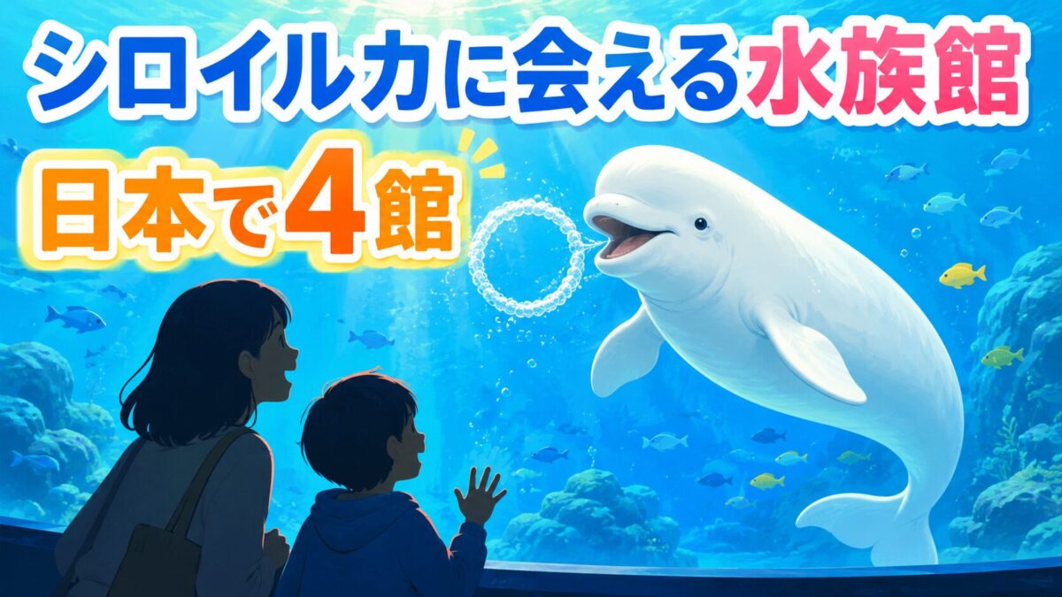 シロイルカ（ベルーガ）に会える水族館は日本で4館のアイキャッチ