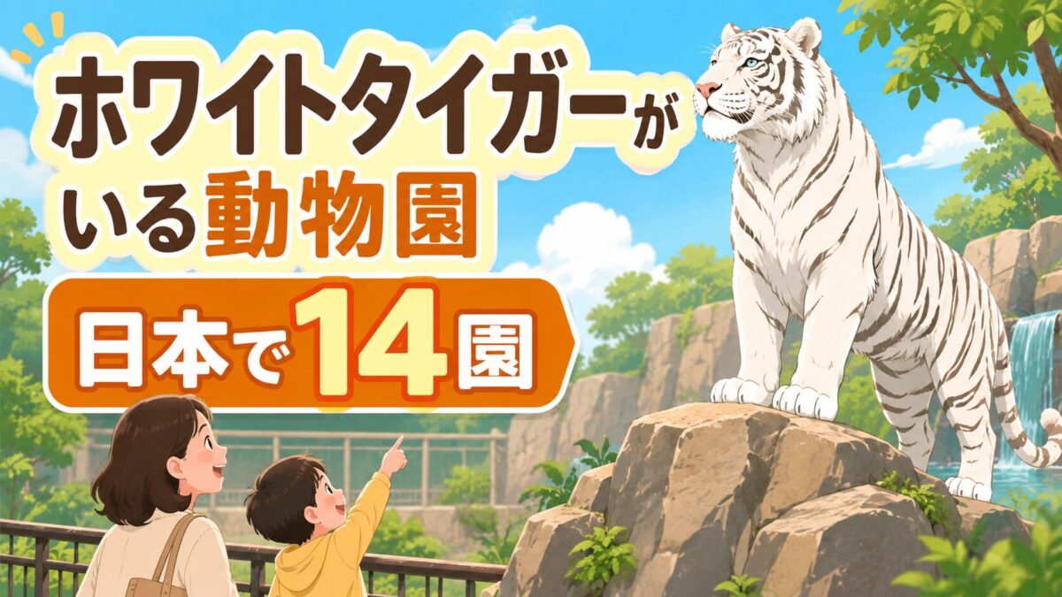 ホワイトタイガーがいる動物園は日本で14園のアイキャッチ