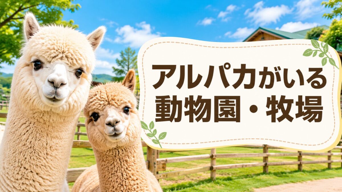 アルパカがいる動物園・牧場（アイキャッチ）