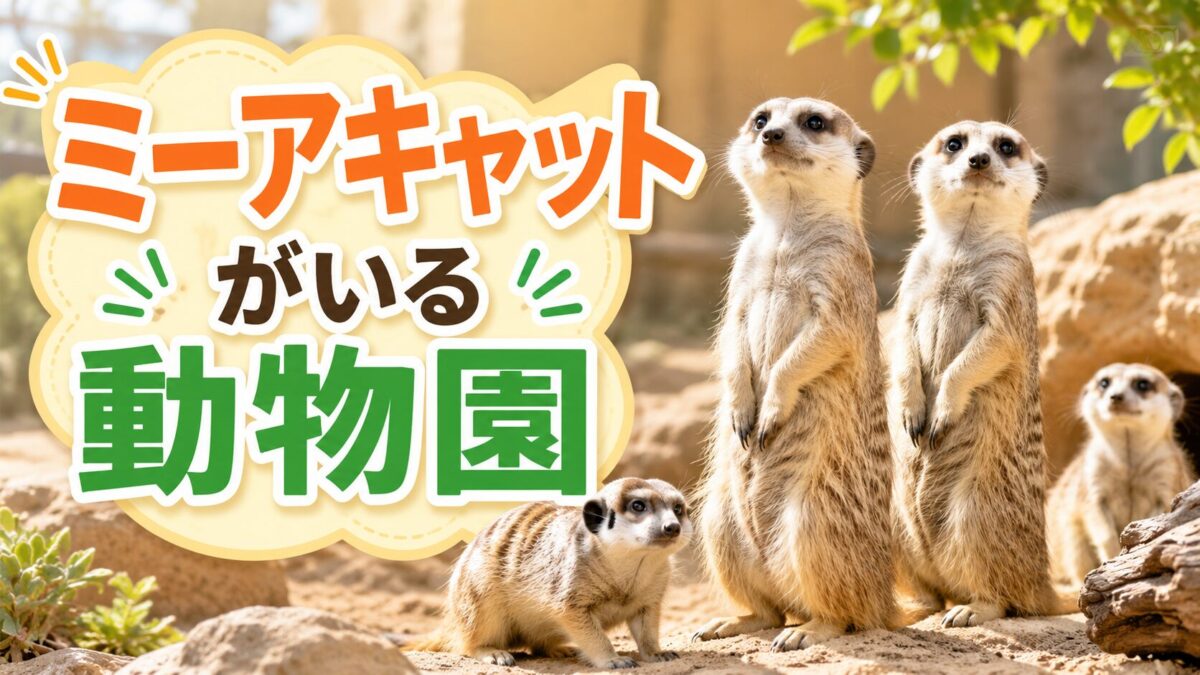 ミーアキャットがいる動物園（アイキャッチ）