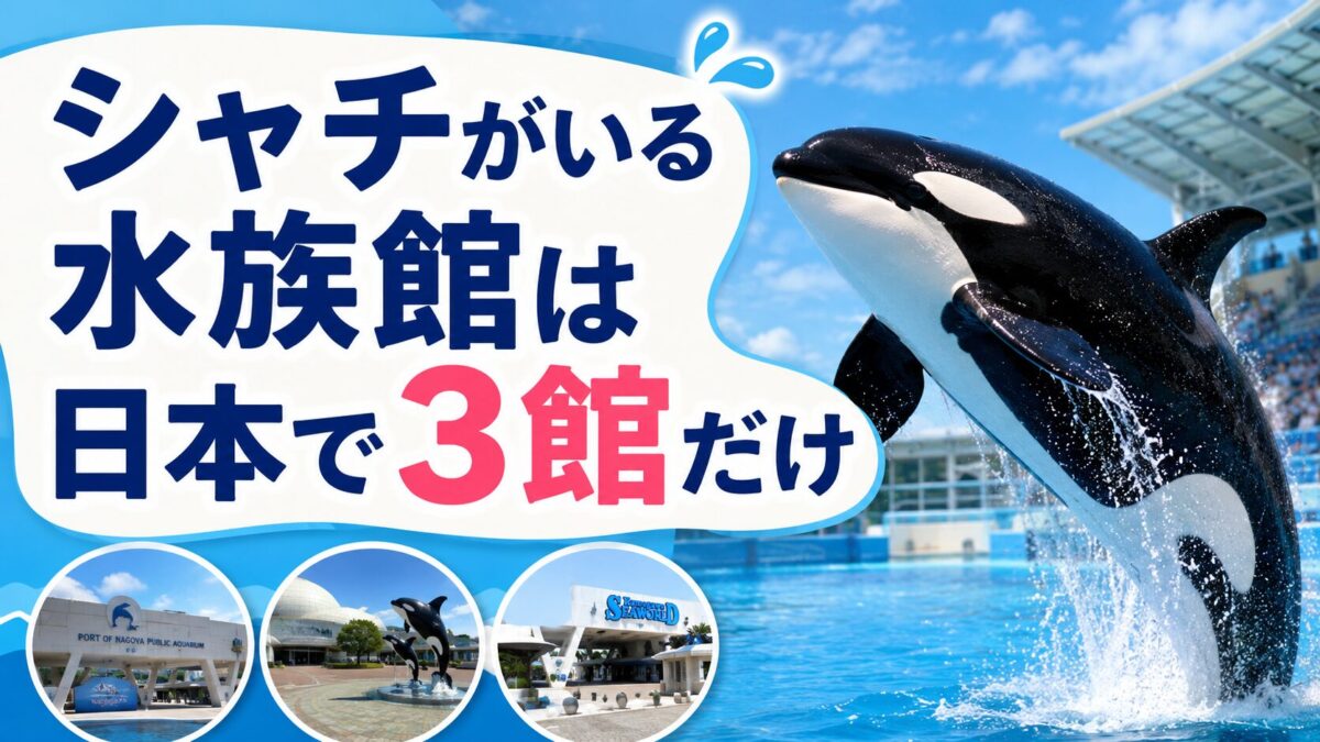 シャチがいる水族館は日本で3館だけ（アイキャッチ）